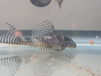 L066 King Tiger Plecos for sale 5 Male 2 Female