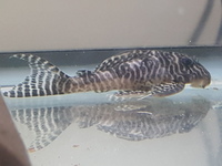 L066 King Tiger Plecos for sale 5 Male 2 Female