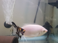 Pink Kissing Gourami