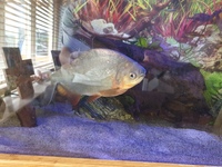 Free pacu fish