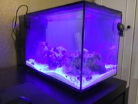 Marine Fish in Full setup for sale.