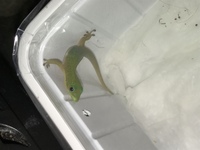 Gold Dust Day Gecko . Phelsuma Laticauda