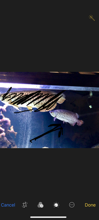 Arowana