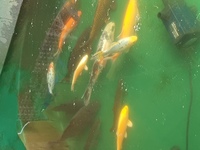 Pond fish