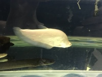 Albino clown knife fish for sale