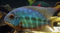 TRUE PARROT CICHLID (HOPLARCHUS PSITTACUS)