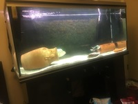 Rena 500liter tank (5ft ) with Fluval fx5 (new motor)