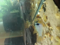 German Blue Cichlids - Male and Female Pair