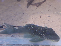 Tank closure plecs corys and cichlids