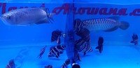 DATNOIDES TIGER FISH + MORE