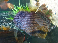 13 discus