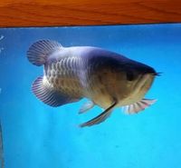 Stunning Red Tail Golden (HBRTG) Arowana 39cm/15inch £900 - London, Hackney