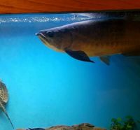 Stunning Red Tail Golden (HBRTG) Arowana 39cm/15inch £900 - London, Hackney