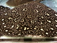 Adult Female Black Diamond hybrid stingray for sale only £500