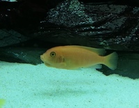 Maylandia Estherae red Mbuna adults FREE