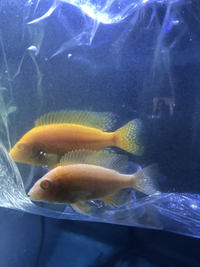 Pink peacock cichlid Breeding pair