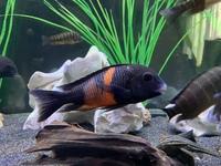 Group of Tropheus Bemba African Cichlids