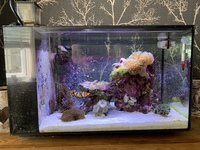 Fluval Evo 13.5 Saltwater Aquarium £175