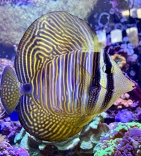 Sailfin Tang