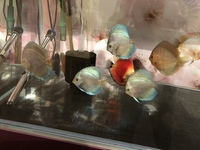 Blue diamond Discus