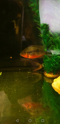 Cichlids for sale