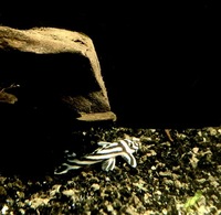 3 tank bred L046 ZEBRA PLECO YORK