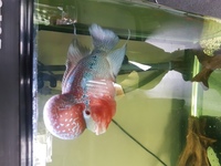 Flowerhorn for sale