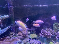 Marine Fish from 8ft tank breakdown