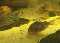 BARGAIN-Open to offers-all must go-SALE--Geophagus,Angelfish South American Cichlids collection for sale in Leeds