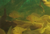 BARGAIN-Open to offers-all must go-SALE--Geophagus,Angelfish South American Cichlids collection for sale in Leeds