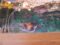 Large Oscar fish 7-8 inches