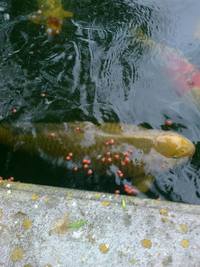 Large Koi