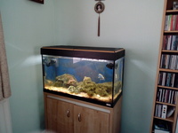 Marine tank set up