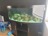 Jewel Vision 450l full setup including fish (haps and peacock cichlids) £350