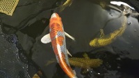 Koi for sale