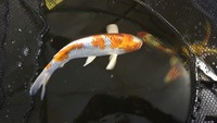 Koi for sale