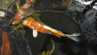 Koi for sale