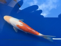 Japanese koi fo sale