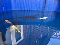 Japanese koi fo sale