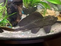 Leopard Pleco Sailfin Pleco, Clown Pleco, Leopard Plecostomus