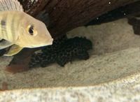 3.5/4” L114 Leopard Cactus Pleco