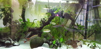 4 Amazonian puffers + 8 Anostomus anostomus + 2 Bolivian rams