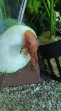 Super Red Bristlenose Pleco Juveniles