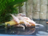 Longfin Lemon Bristlenoses + Albino Corys + Blue leopard ramshorn snails