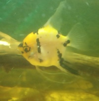 SOLD---Koi Angelfish female (4 inch) for sale in Leeds