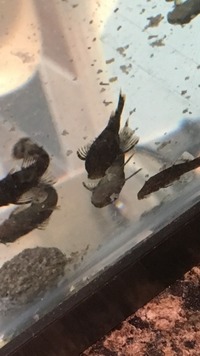 Baby Pleco