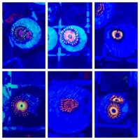 High End Zoa Frag Pack x6