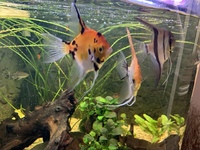 Three large angel Fish