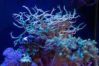 EA Reefpro 1200s 2 years old and perfectly matured corals