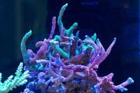 EA Reefpro 1200s 2 years old and perfectly matured corals